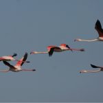 Flamingos in Ria Formosa